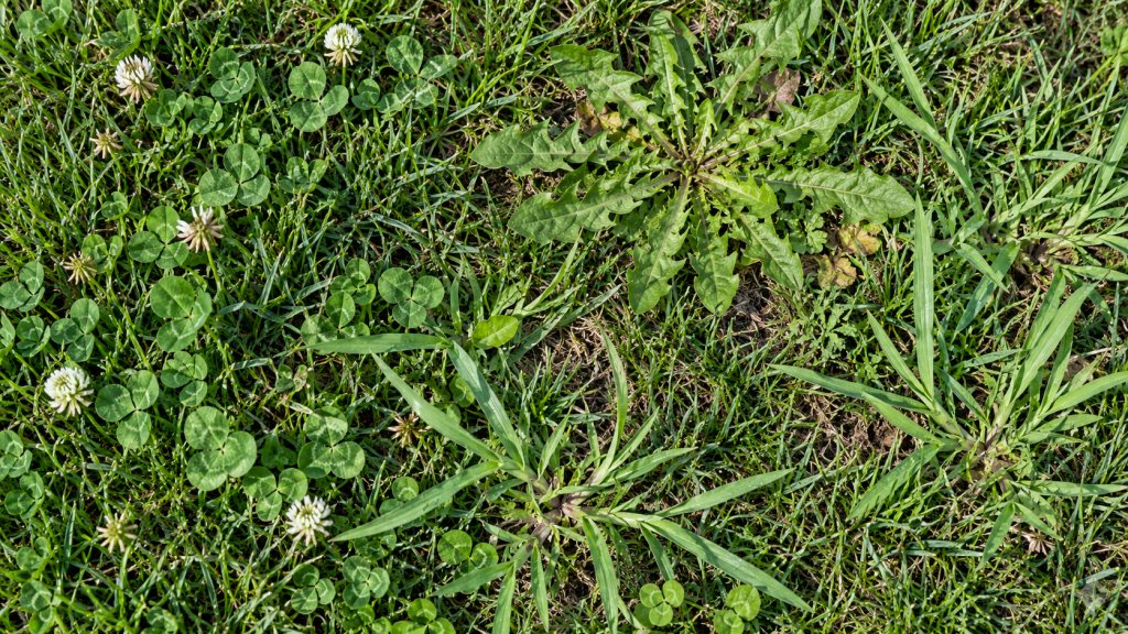 lawn weeds